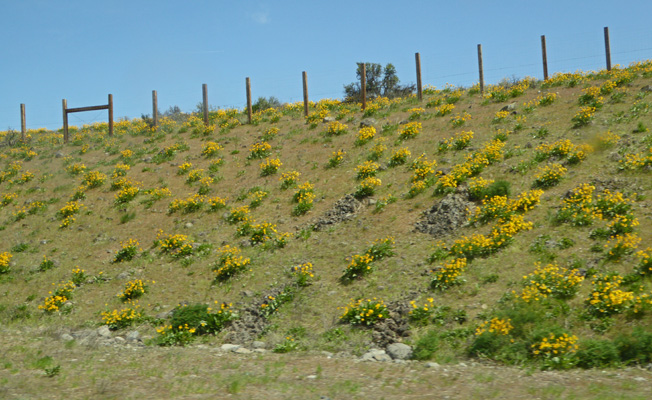 I-90 wildflowers Eastern WA