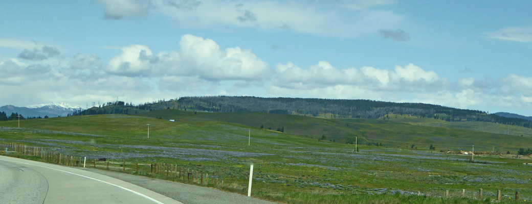 Lupine I-90 Eastern WA