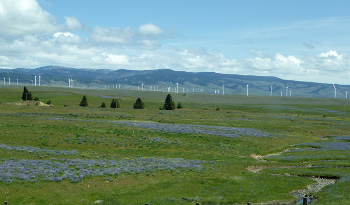 Lupine I-90 Eastern WA