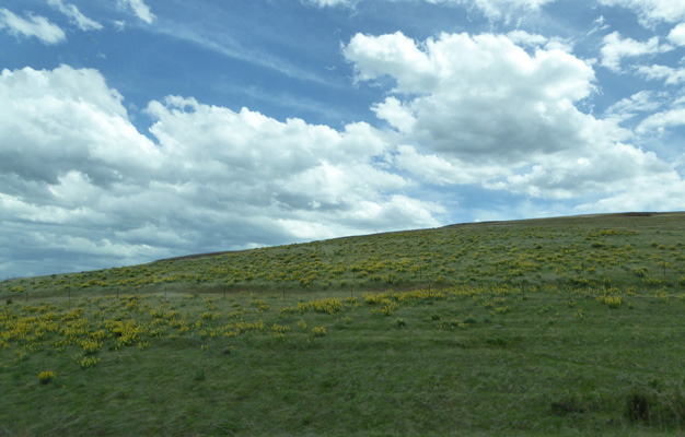 wildflowers Easten OR