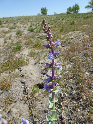 Sharpleaf Penstemon (Penstemon acuminatus)