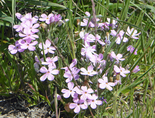 Sagebrush Phlox (Phlox aculeata)