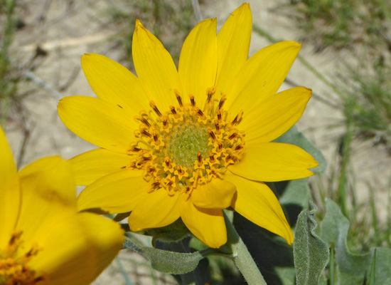 Arrowleaf Balsamroot (Balsamorhiza sagittata)