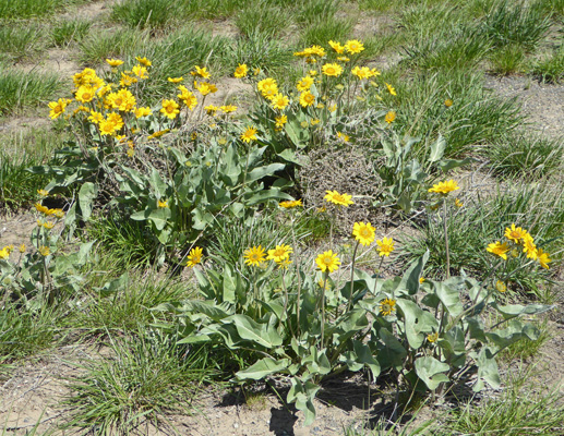 Arrowleaf Balsamroot (Balsamorhiza sagittata)