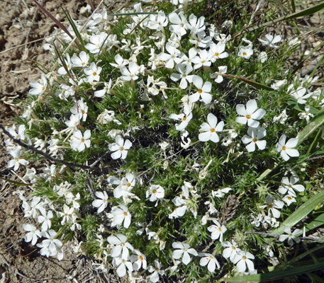 Tufted Phlox (Phlox caespitosa)