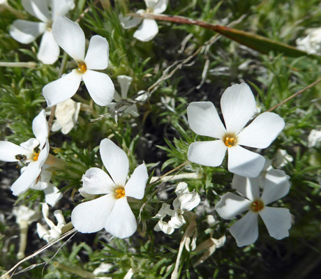 Tufted Phlox (Phlox caespitosa)