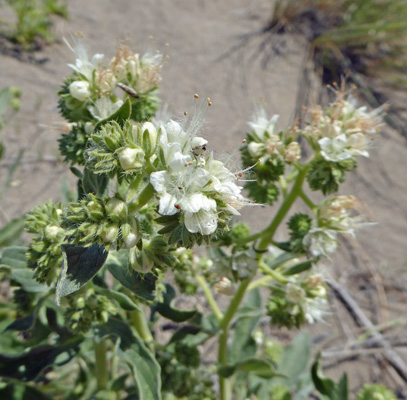 Variable-leaf Scorpion weed (Phacelia heterophylla)