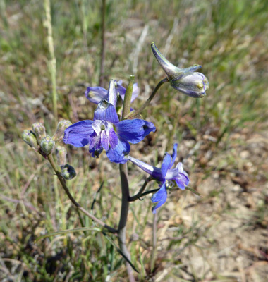 Two-lobe larkspur (Delphinum nuttallianum)