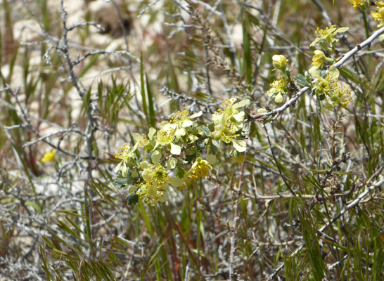 bitterbrush (Purshia tridentata)