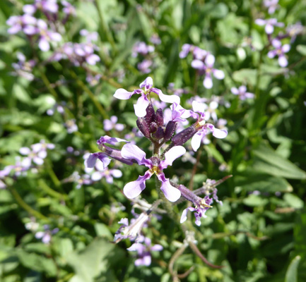 Blue Mustard (Chorispora tenella)