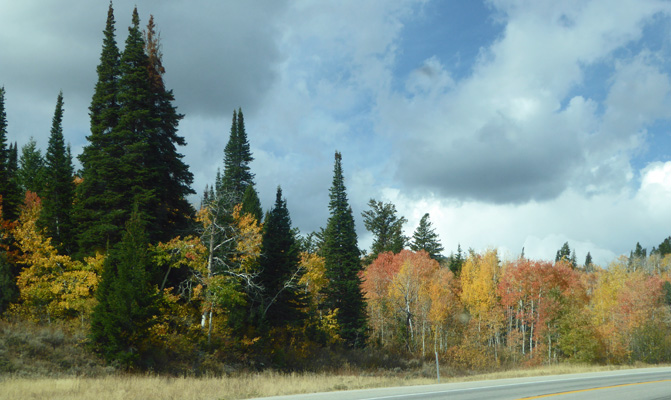 Peach aspens