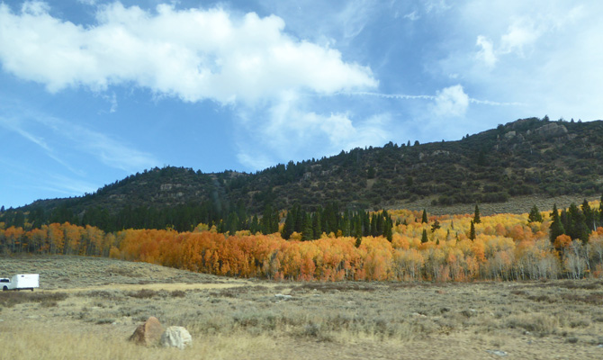 Golden aspens