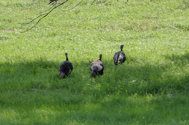 Wild turkeys Robert Moses State Park