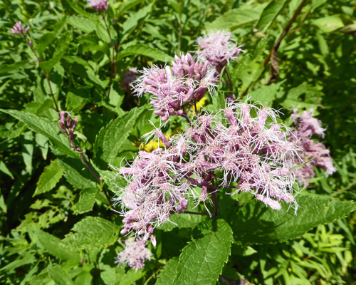 Joe-Pye Weed (Eupatorium maculatum) 