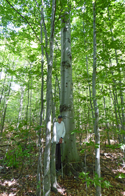 Walter Cooke beech tree