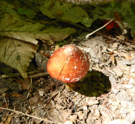 Orange mushroom