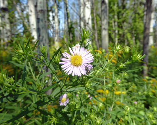 New York Asters (Aster novi-belgii)