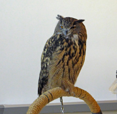 Eurasian Eagle-Owl