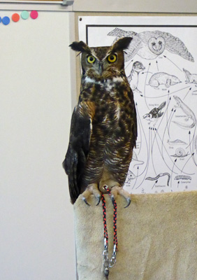 Scooter, a Great Horned Owl 