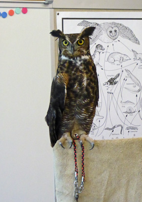 Scooter, a Great Horned Owl