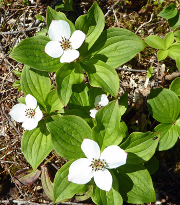 Bunchberries (Cornus canadensis)