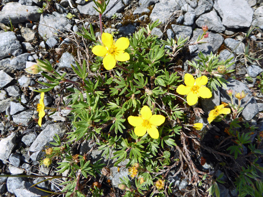 Small potentilla Burnt Cape NL