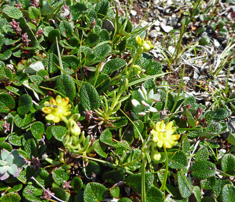 Yellow sedum Burnt Cape NL