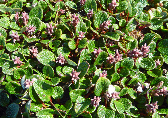 Unknown plant Burnt Cape NL