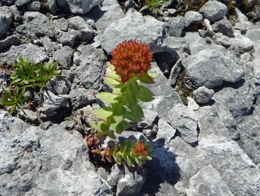 Tiny Roseroot (Rhodiola rosea)