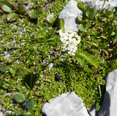 tiny little yarrow (Achillea sp)