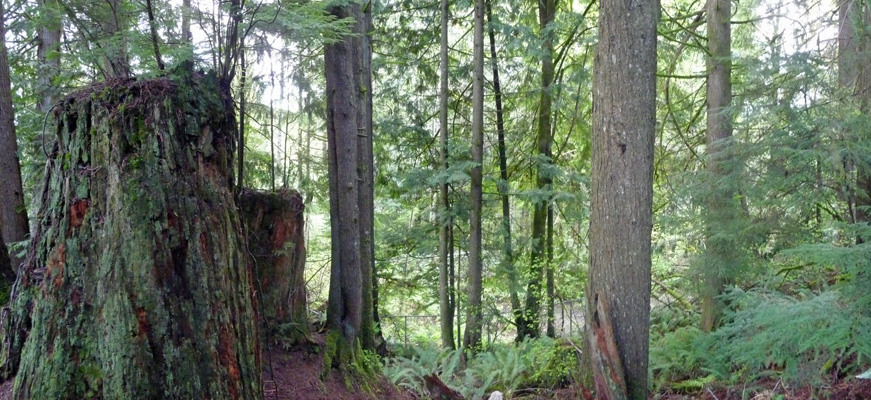 Campsite view Blue Sky RV Issaquah WA