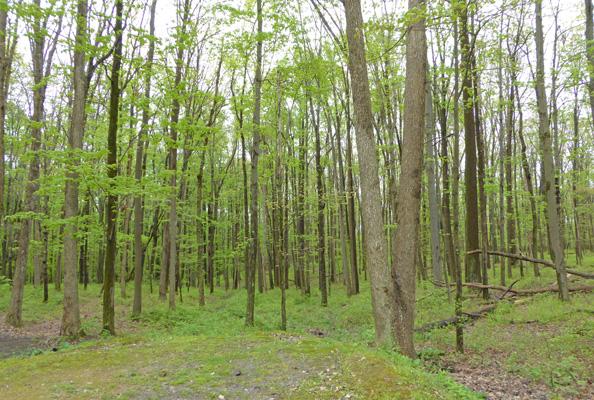 Coopers Rock State Forest campground