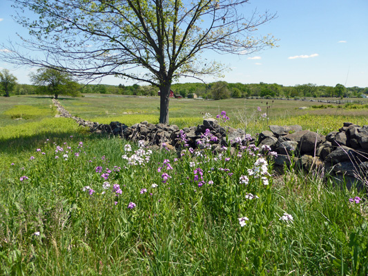 Gettysburg phlox