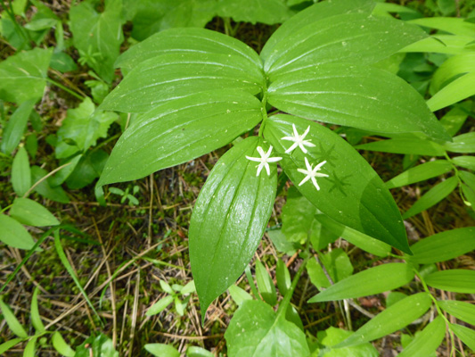 Starry false-Solomon's Seal (Maianthemum stellatum)