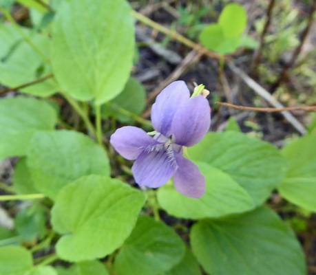 Hooked Violets (Viola adunca)