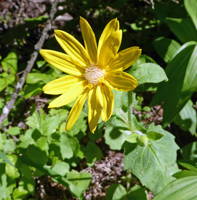 Heartleaf Arnica (Arnica cordifolia)