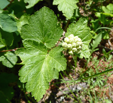 Mallow-leaf Ninebark (Physocarpus malvaceus)