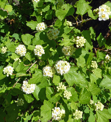 Mallow-leaf Ninebark (Physocarpus malvaceus)