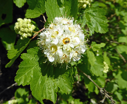 Mallow-leaf Ninebark (Physocarpus malvaceus)