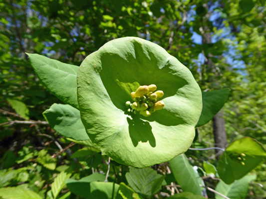 Trumpet Honeysuckle (Lonicera ciliosa)