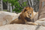 Lion at San Diego Wild Animal Park