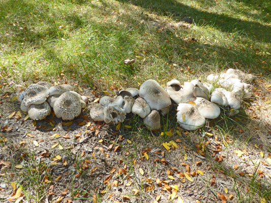 Mushrooms Yakima Sportsman SP