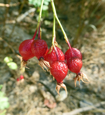 rose hips