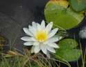 White water lily