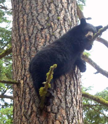 Black bear in a tree Wallowa Lake SP