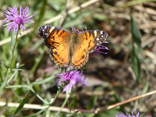 Butterfly on knapweed Wallowa Lake