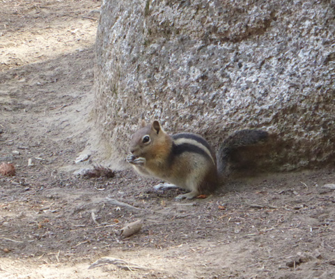 Golden Mantled Ground Squirrel