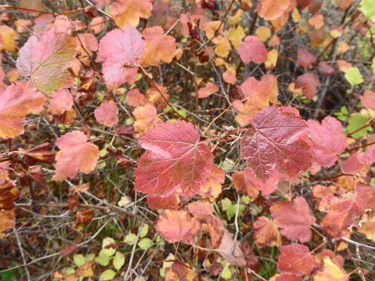 Ninebark fall color