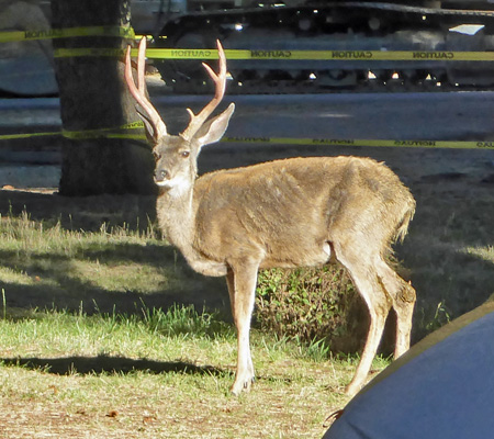 3 pt buck Wallowa Lake SP