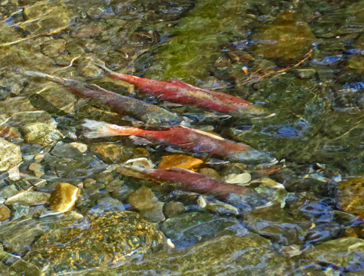 Kokanee Wallowa River